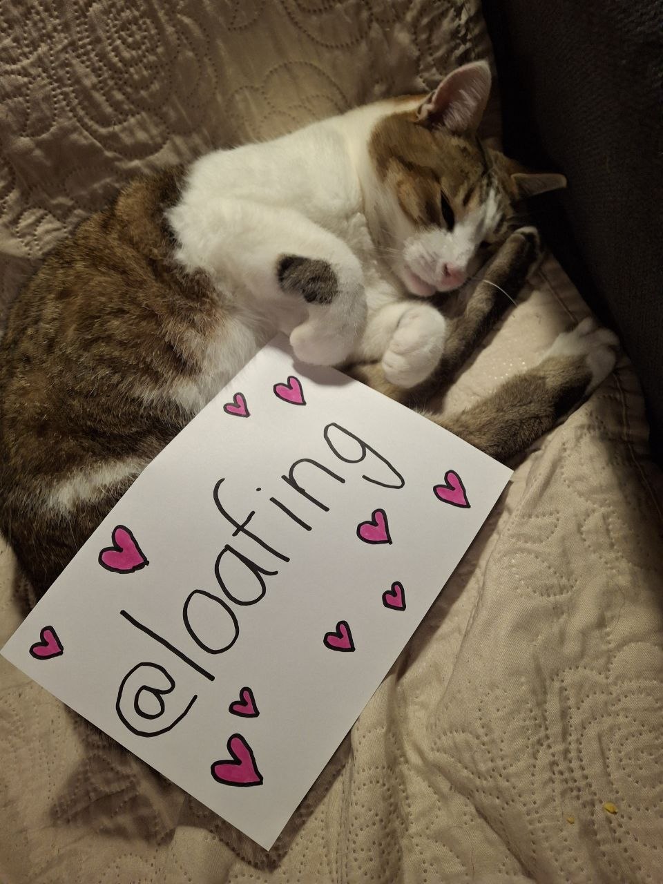 A cat loafing next to an @loafing sign